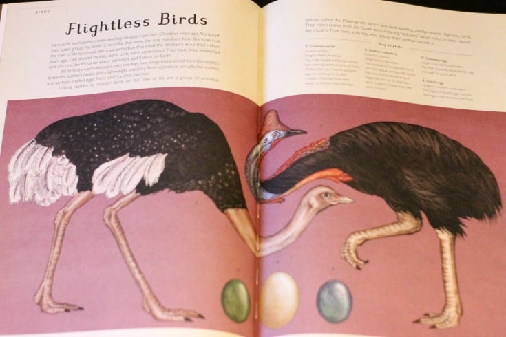 Use beautiful children's books to study the natural world with your kids! Great for a nature study unit study or simply for strewing around the house. #naturestudy #naturalworld #childrensbooks #homeschooling